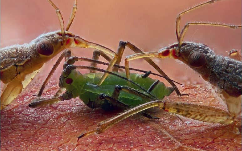 damsel bug eating aphid