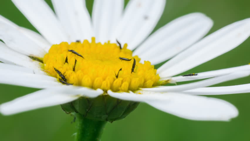 thrips on flowers