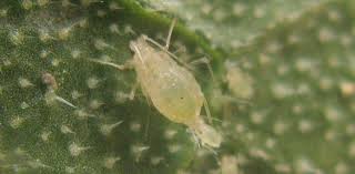 aphid live birth