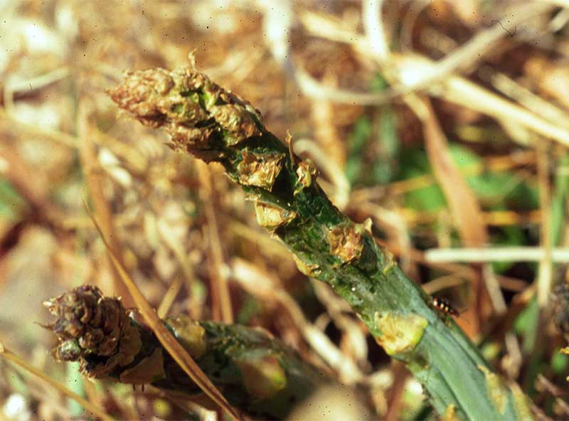 asparagus beetle damage