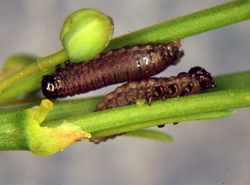 asparagus beetle larvae feeding