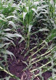 corn rootworm damage in field