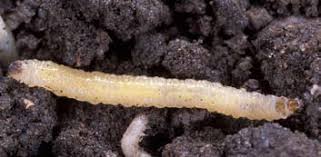 corn rootworm larva