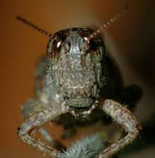front view of grasshopper