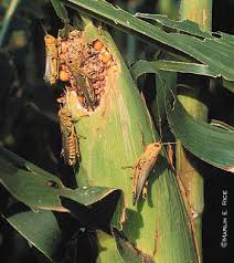 grasshopper feeding in corn
