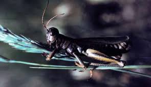 grasshopper killed by pathogen