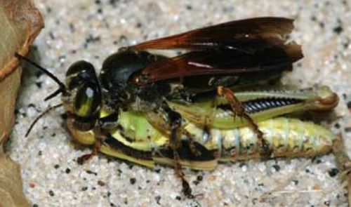 grasshopper killing wasp