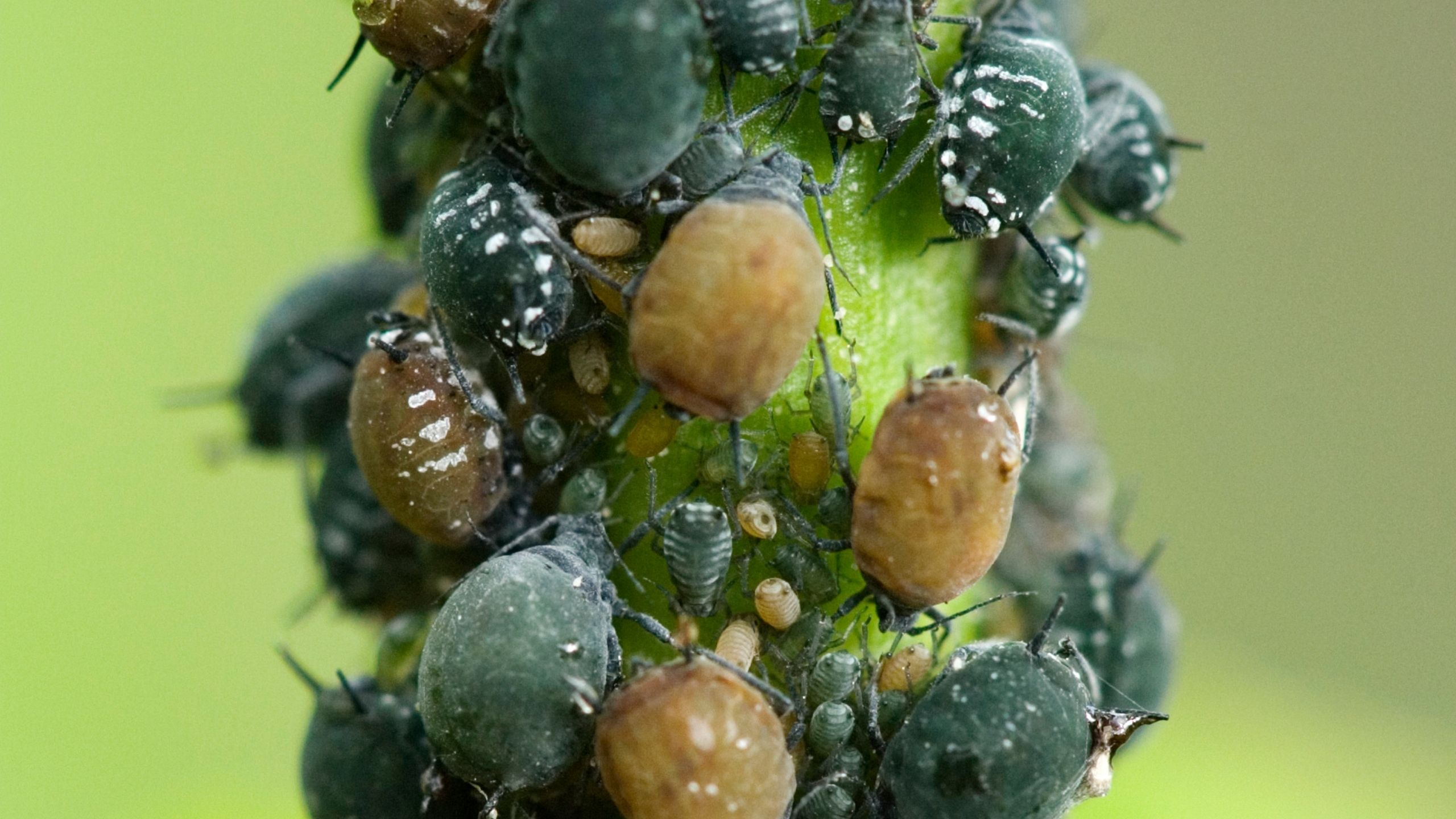 aphid high tunnels