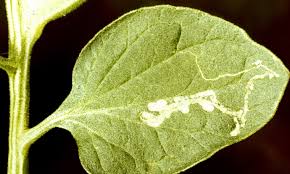 leafminer damage spinach