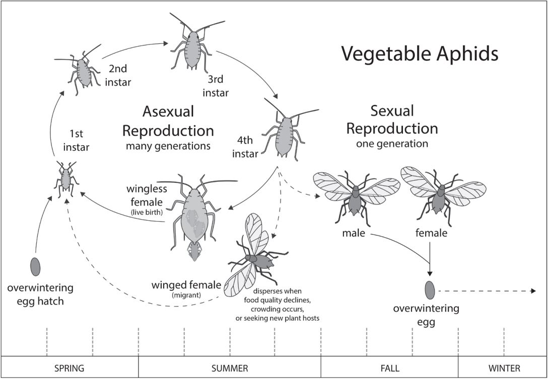 Aphid Life Cycle