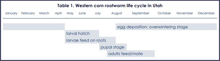 corn rootworm life cycle