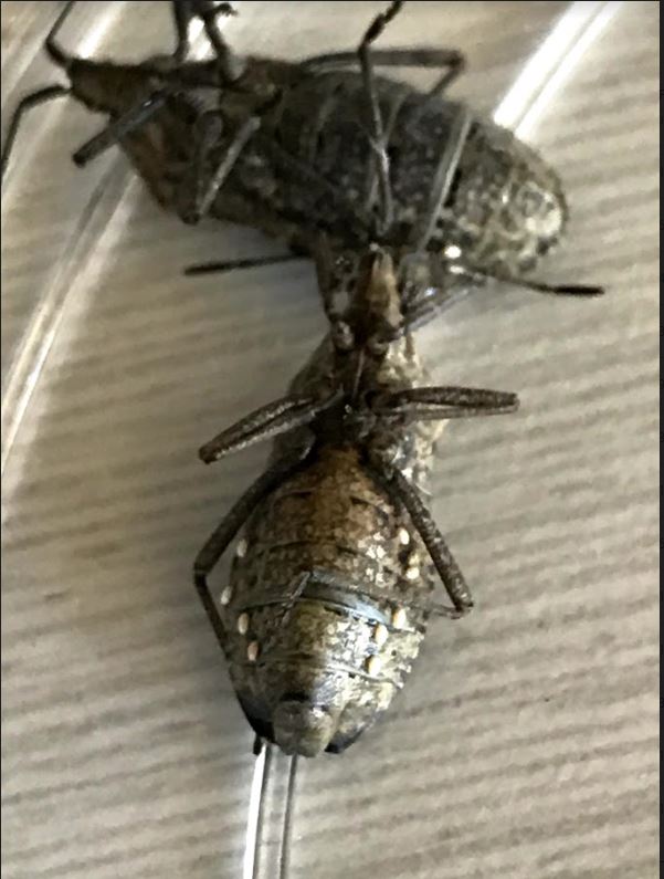 parasitized squash bug