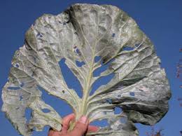 slug damage cabbage