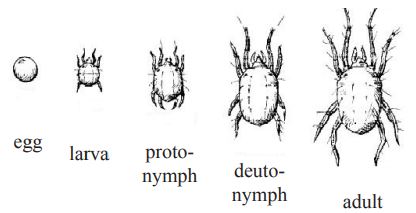 spider mite life stages