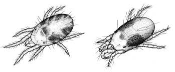 spider mite sketch