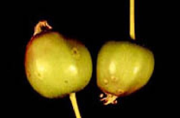 Western flower thrips damage apple fruitlets