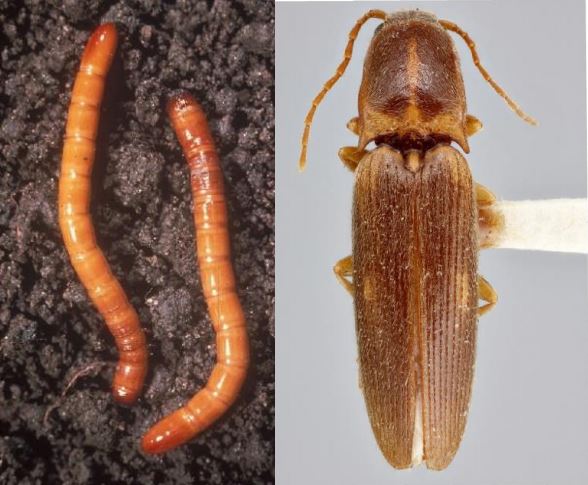 Wireworm and Click Beetle