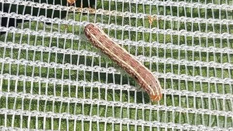 armyworm insect netting