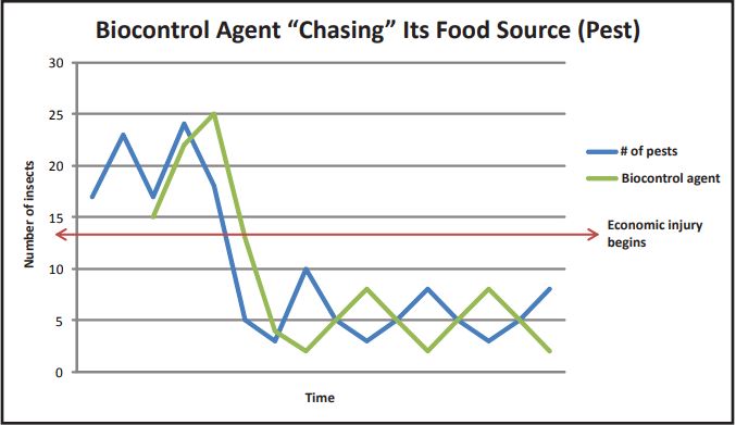 Biocontrol Agent "Chasing" Its Food Source (Pest)