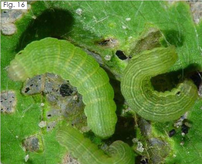 Leafy Greens Armyworms