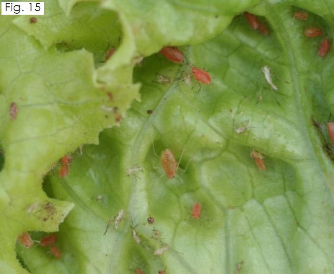Leafy Greens Aphid