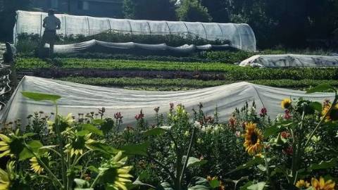 Row Covers on a Flower Farm