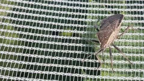 squash bug insect netting
