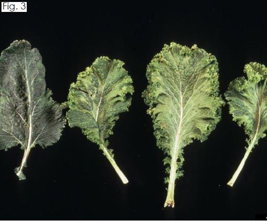 Turnip Mosaic Virus on Brassica