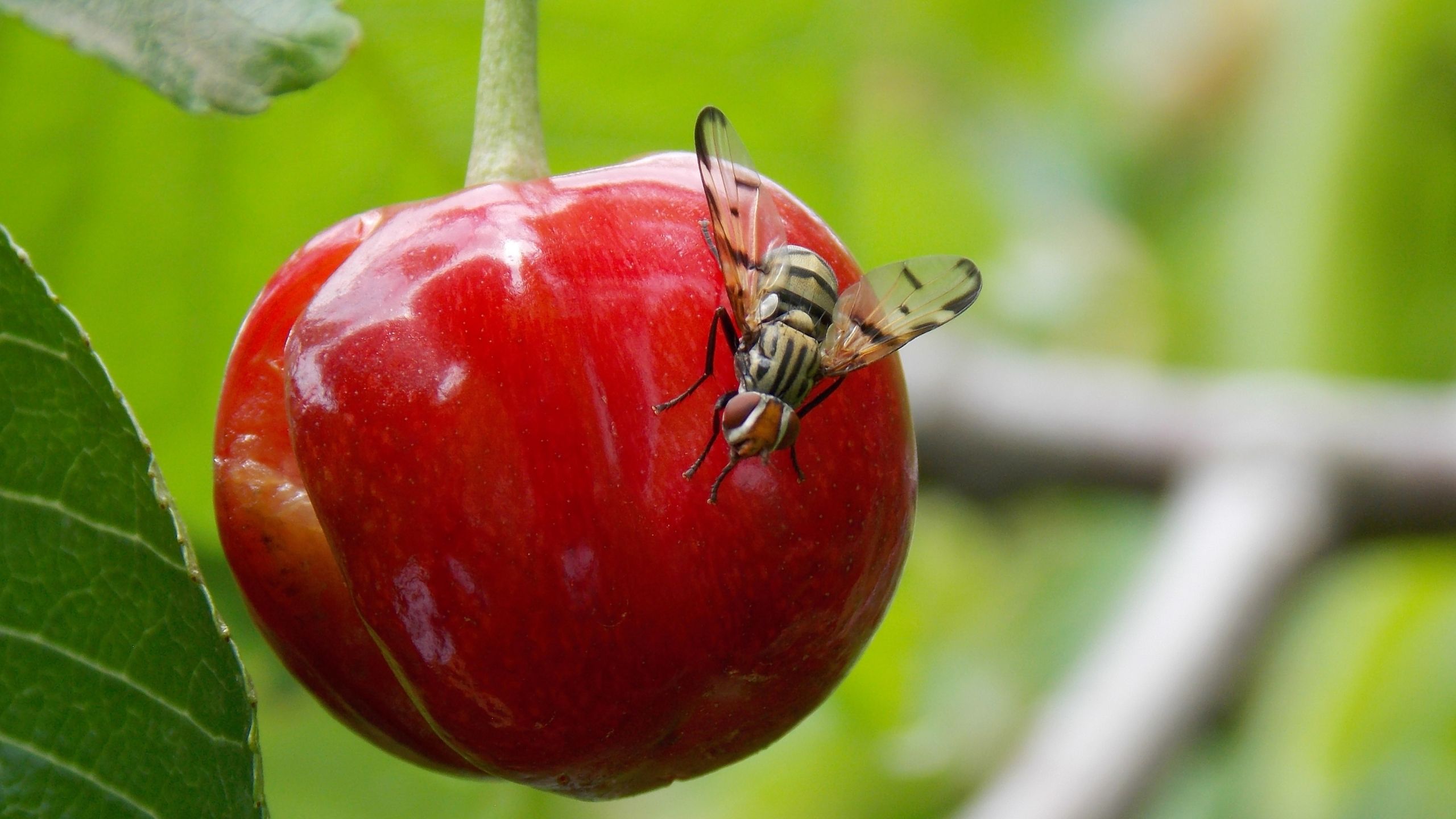 European cherry fruit fly adult
