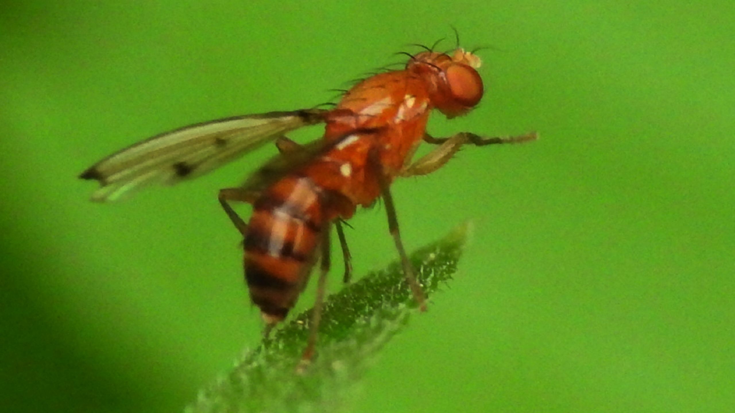 Male (left) and female (right) spotted wing drosophila (SWD)