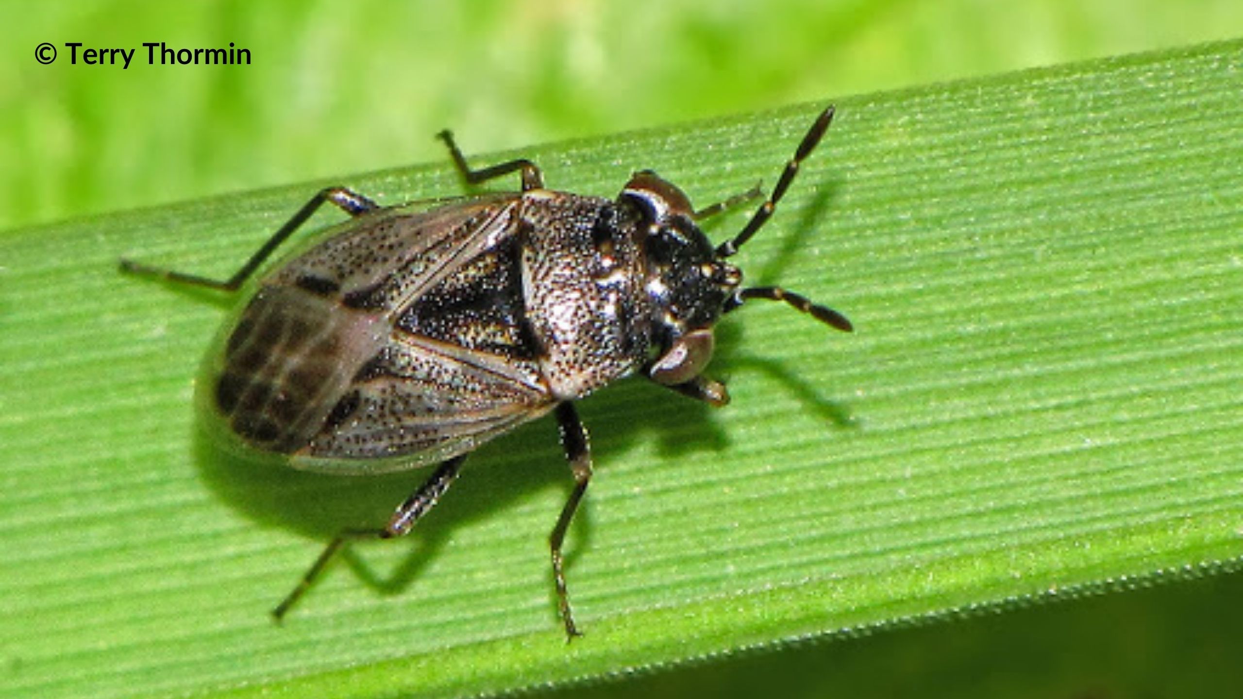 A big-eyed bug on a leaf.