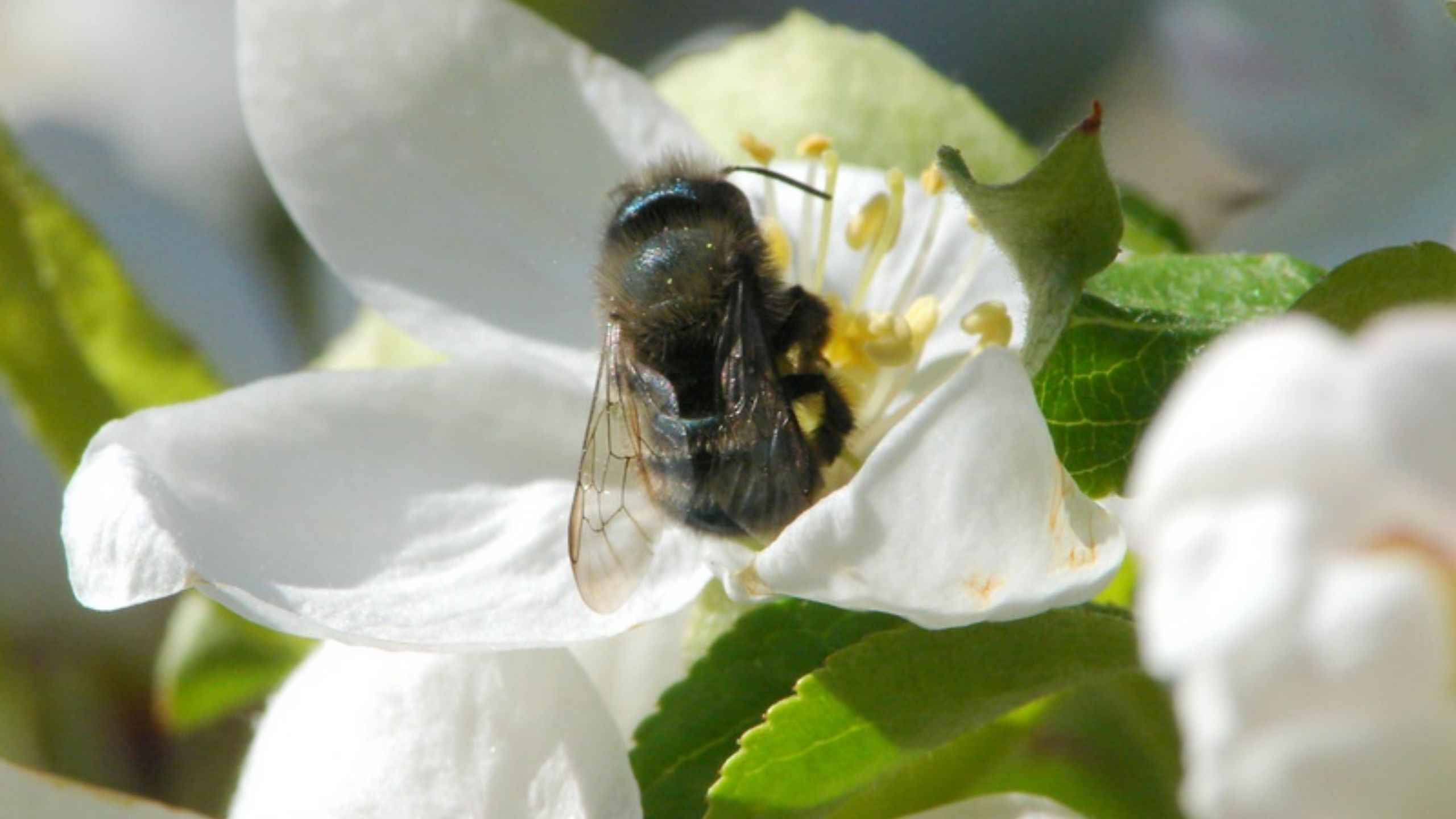 A blue orchard bee on a flower.