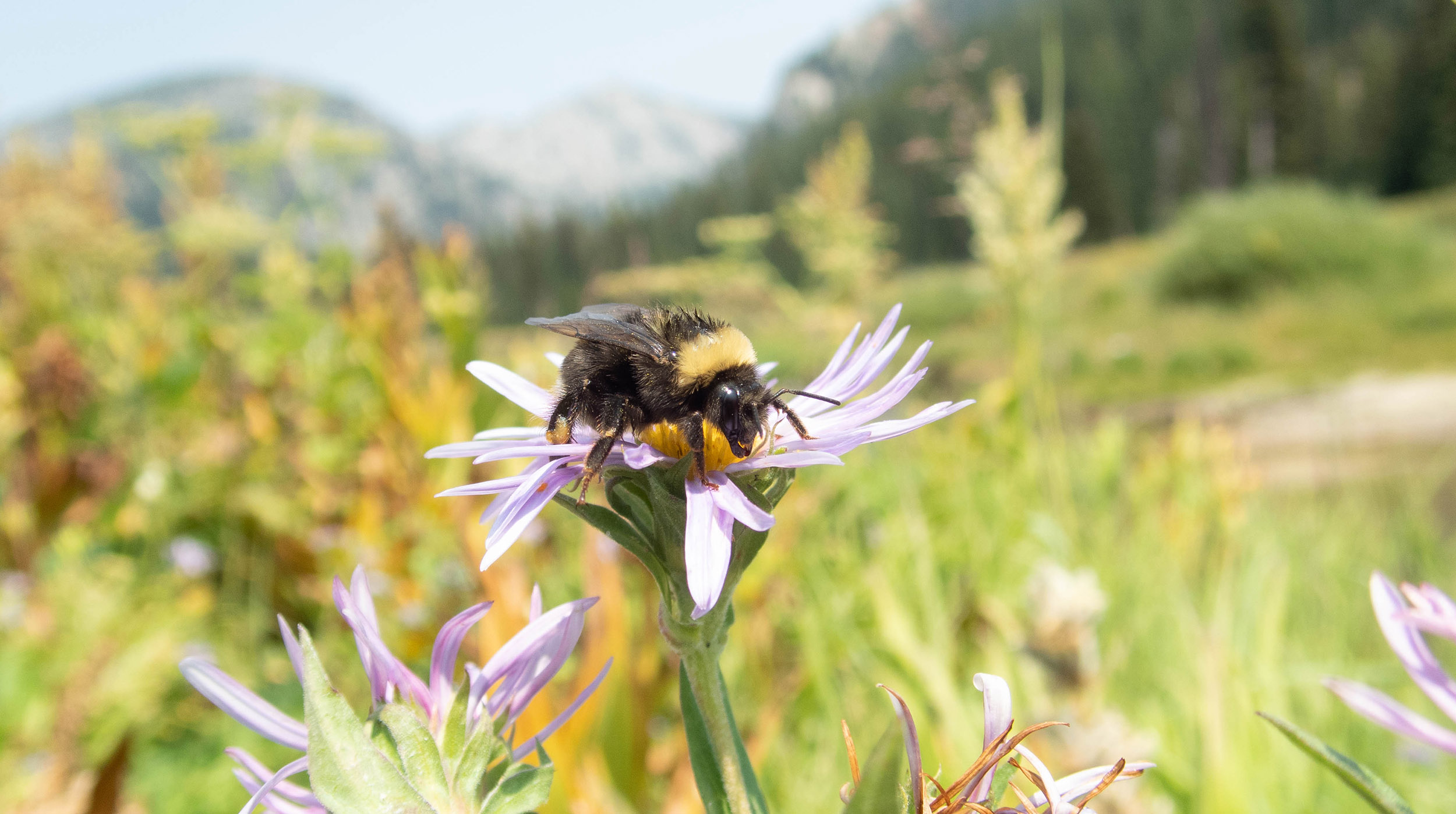 Western bumble bee (Bombus occidentalis) on Aster (source: Rich Hatfield, Xerces Society).