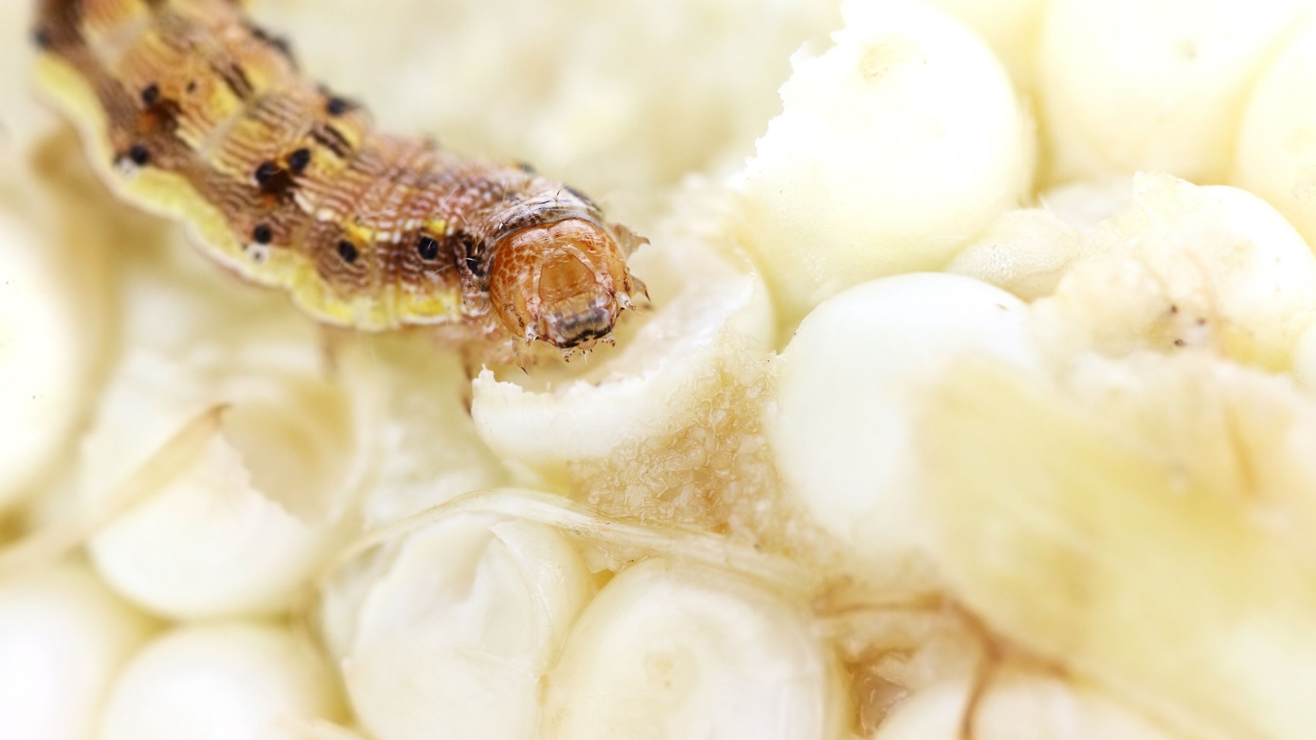corn earworm larvae