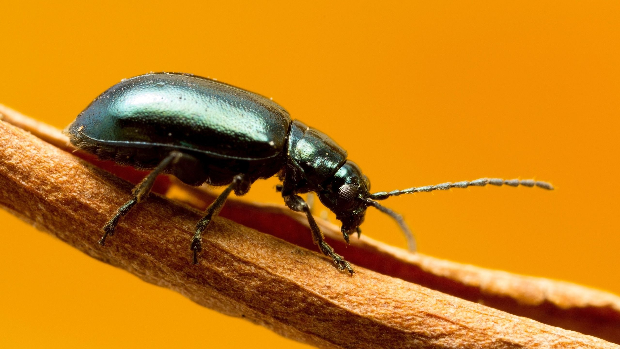 flea beetle leg