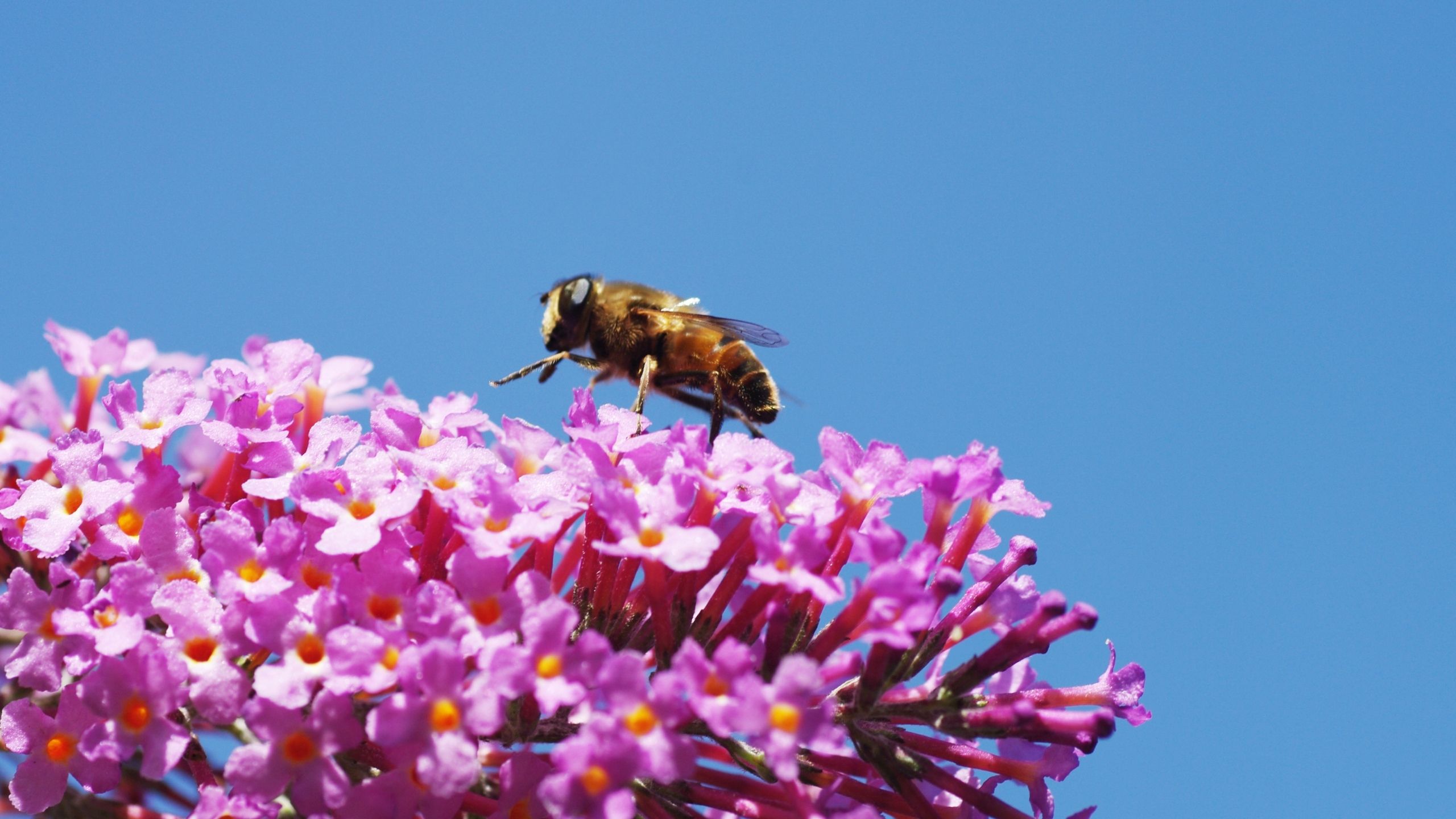 A native bee on lilac (Syringa spp.) blooms.