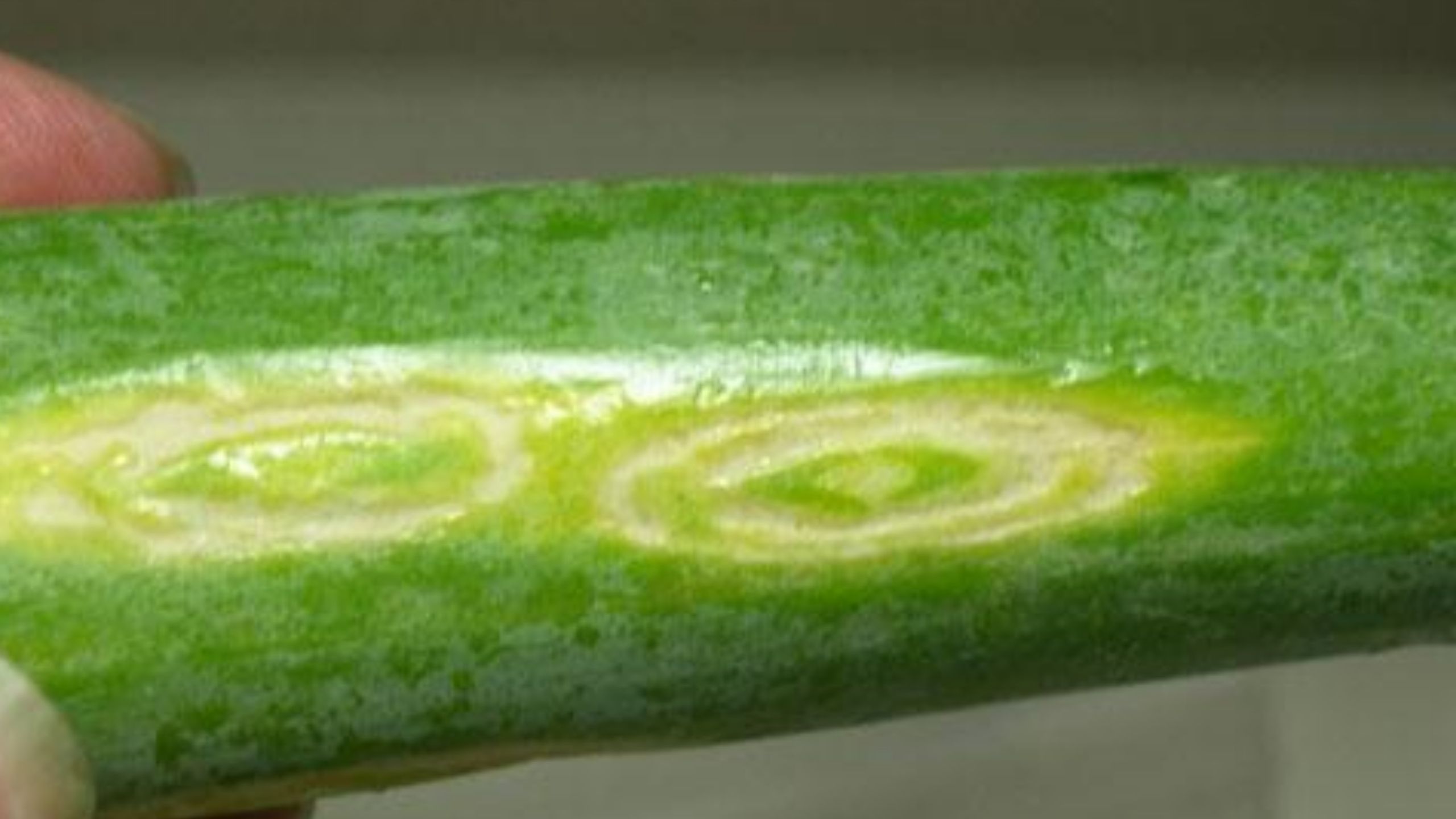  Fig. 1. IYSV lesions on onion leaves often appear more elongated than wide and are often described as diamond shaped. Lesions can coalesce making unusual, irregular shaped, larger lesions that girdle a leaf and begin to kill it (see arrow on center plant).