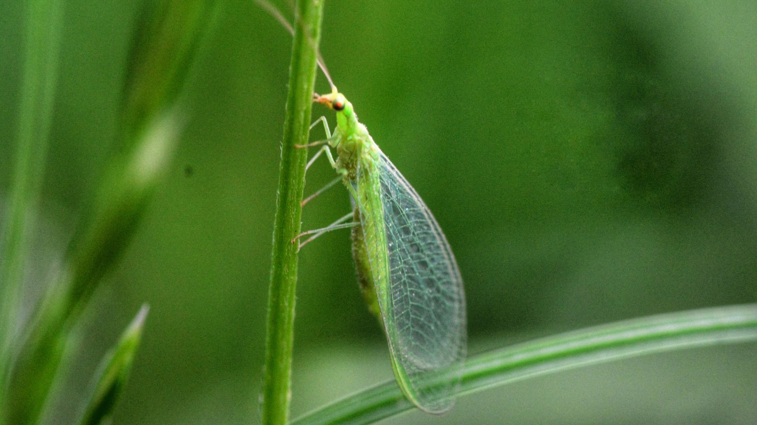 A lacewing on a plant.