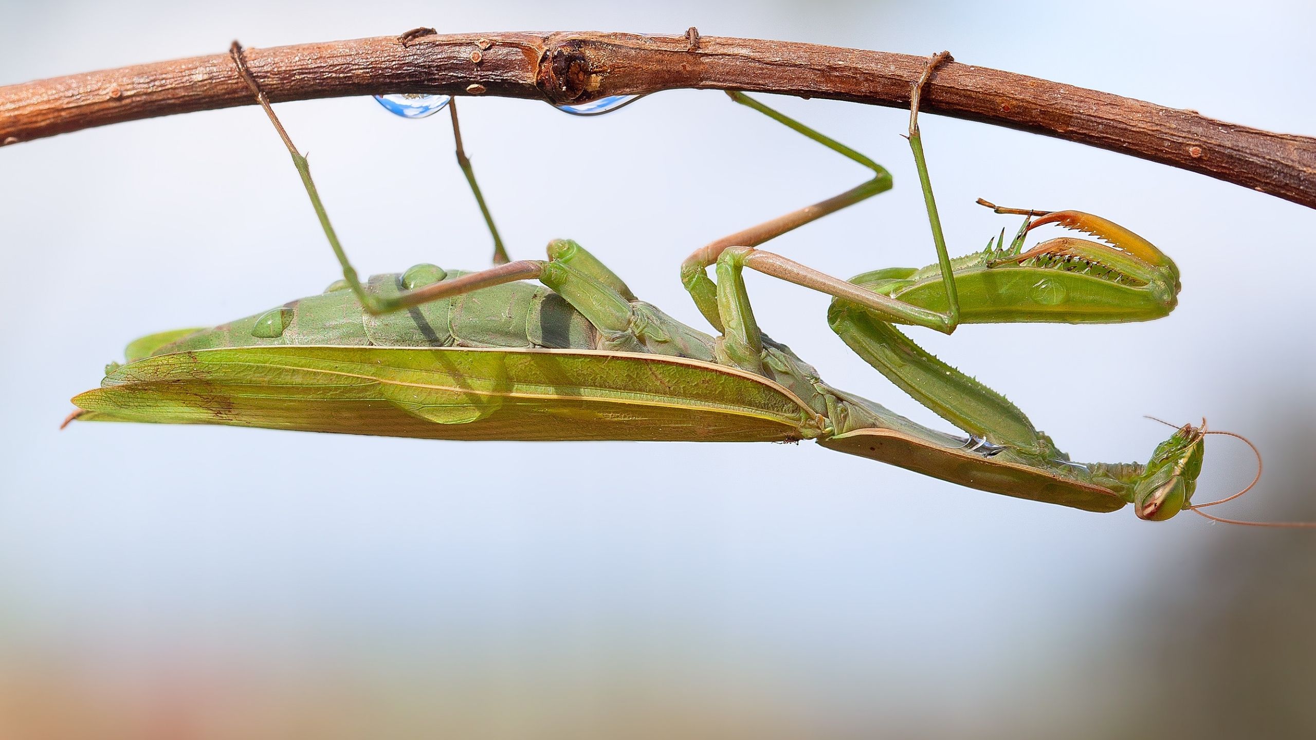 A mantid hanging from a stem.