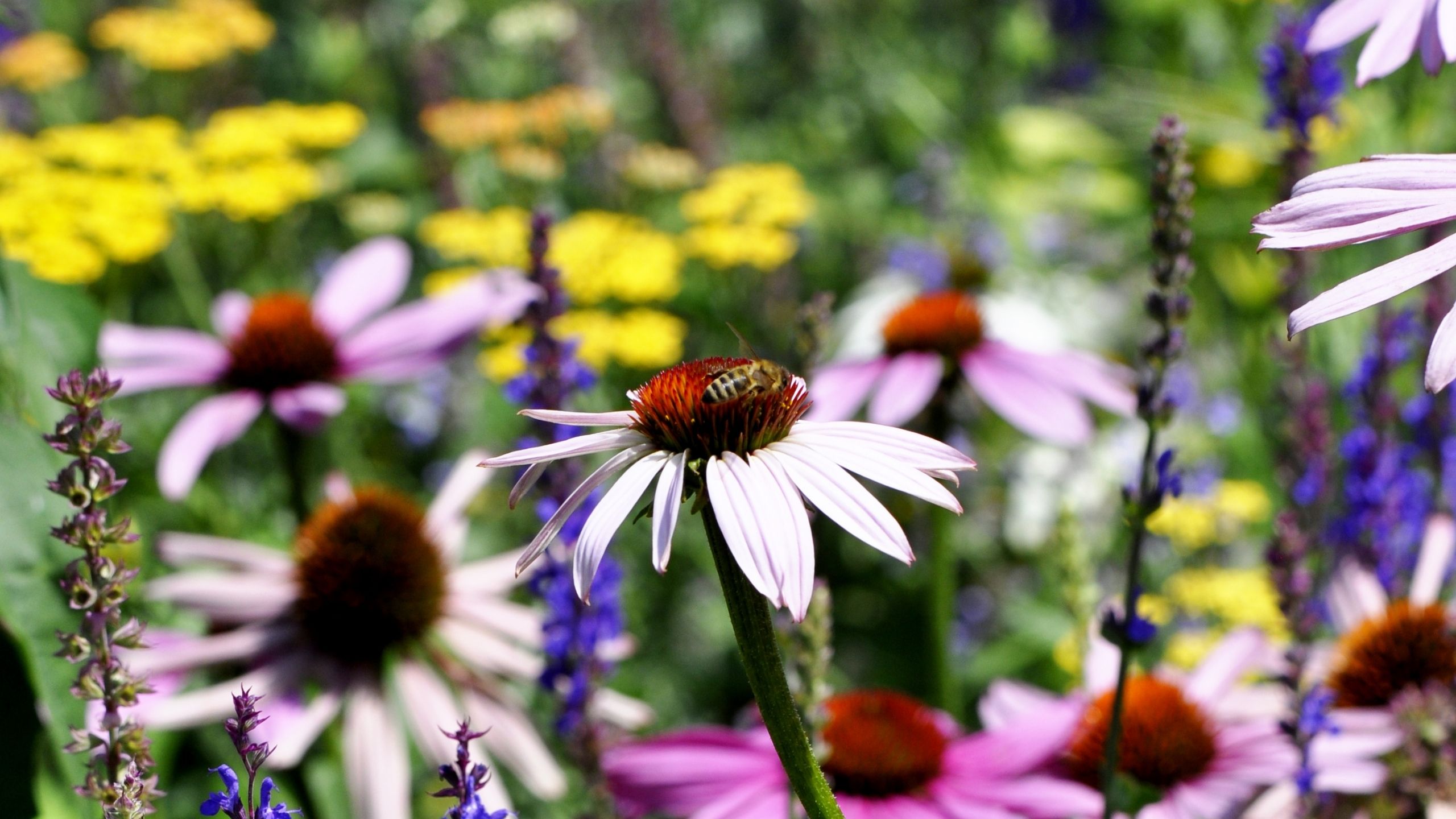 A native bee atop the flower head of a purple coneflower.