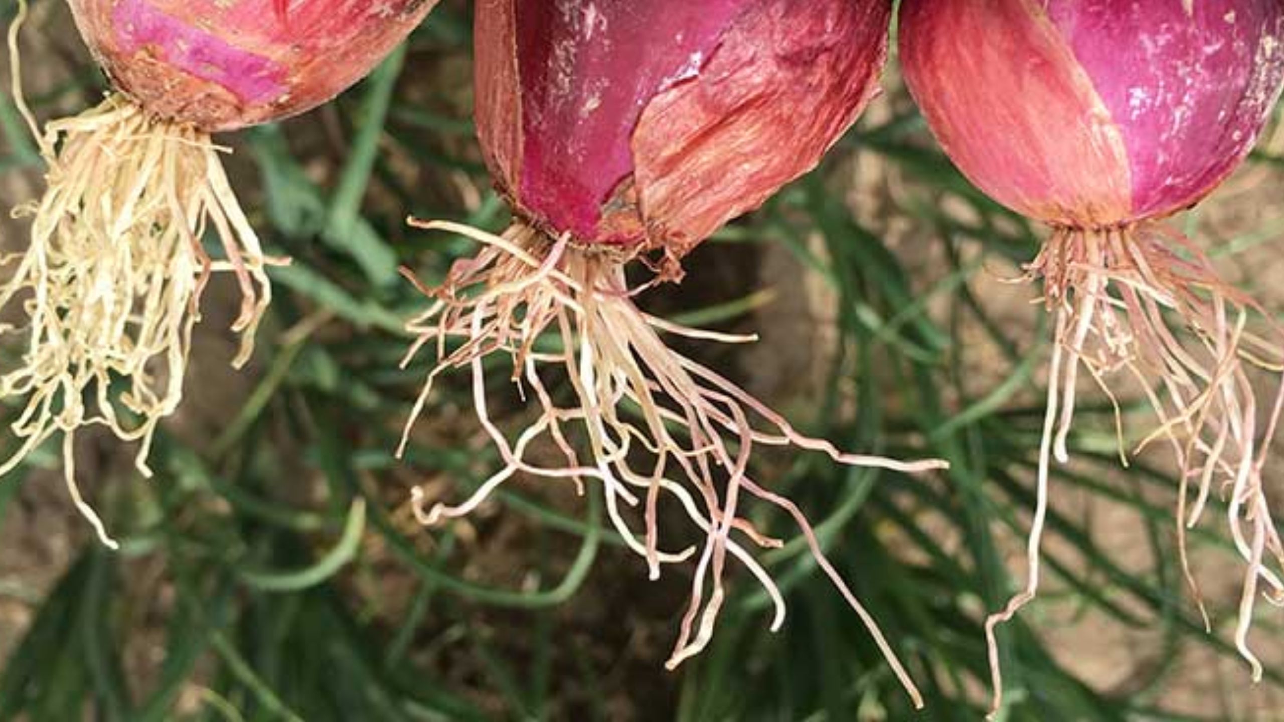 pink root onion