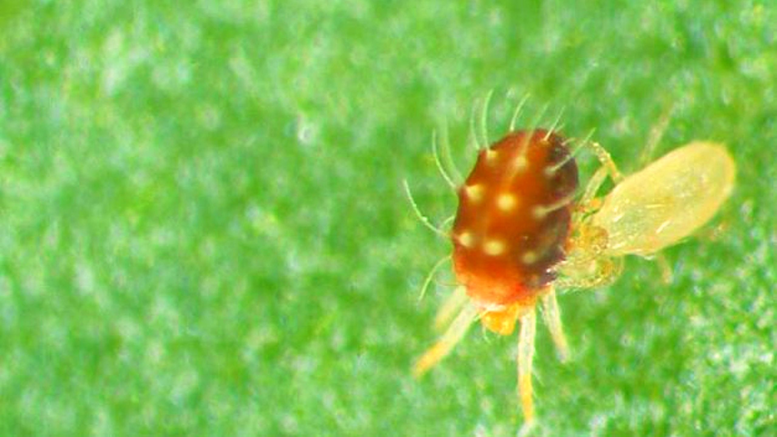 A predatory mite attacking a spider mite.
