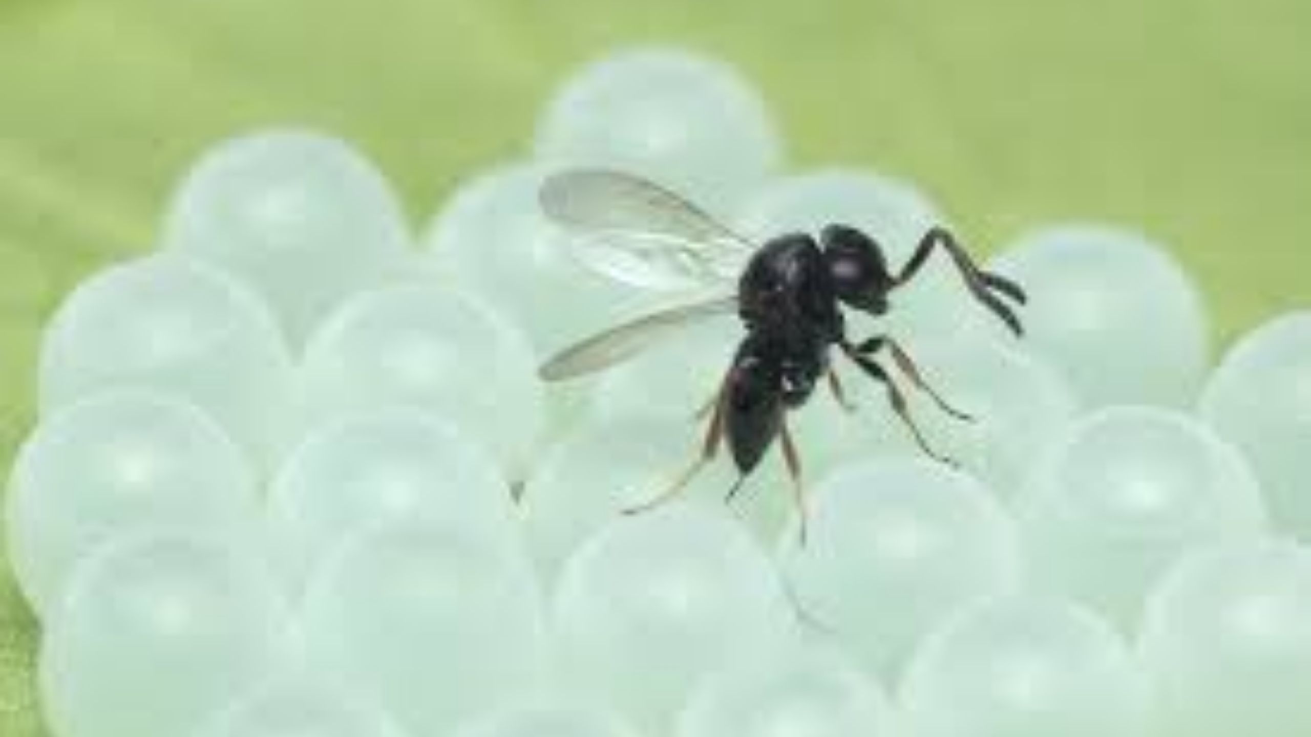 Predatory wasp on BMSB eggs