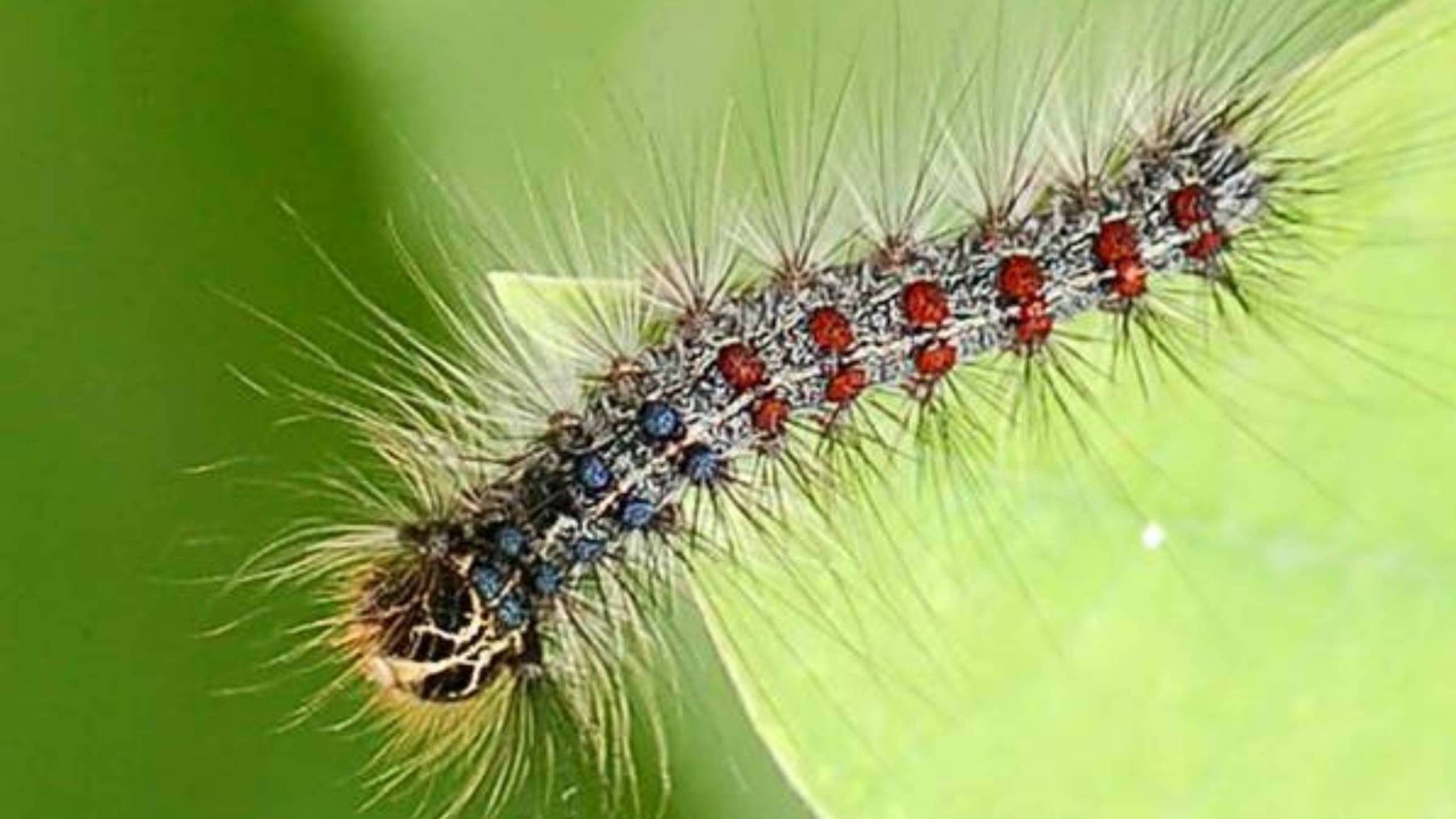 Spongy moth caterpillar. Source: Jon Yuschock, Bugwood.org