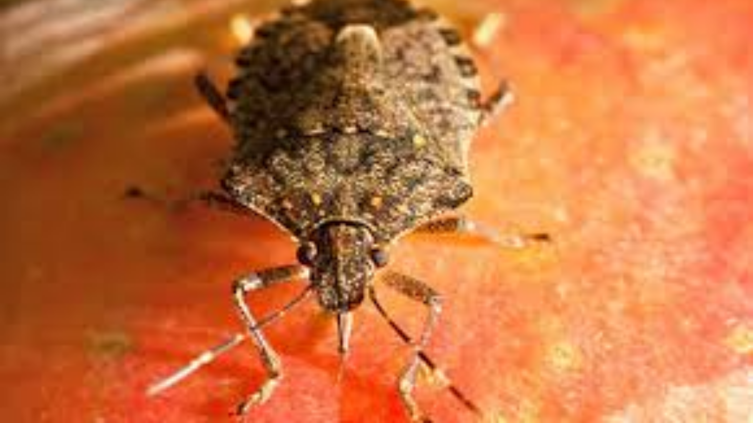 Adult brown marmorated stink bug (BMSB).
