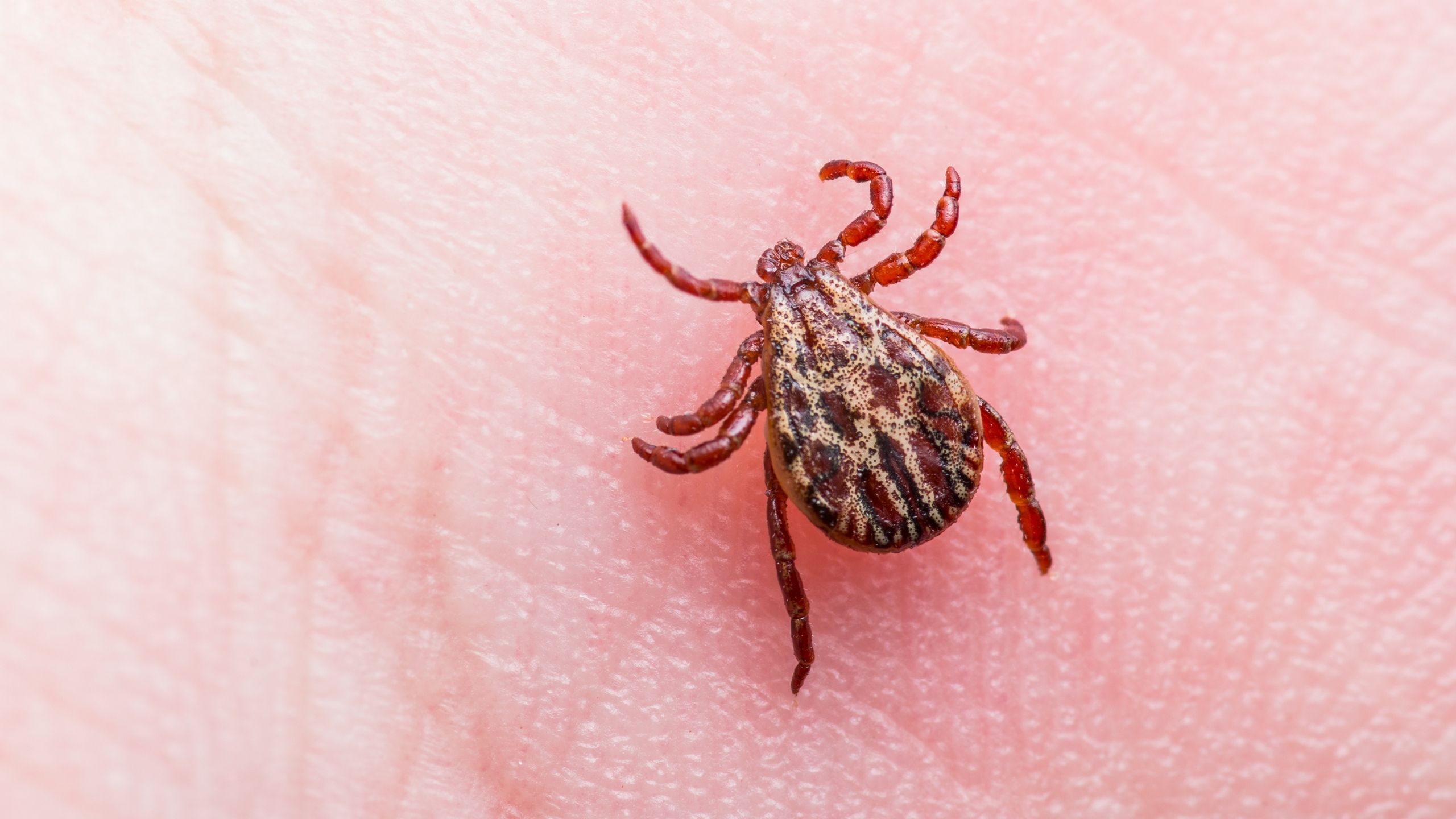 Fig. 1. Rocky Mountain wood tick female adult