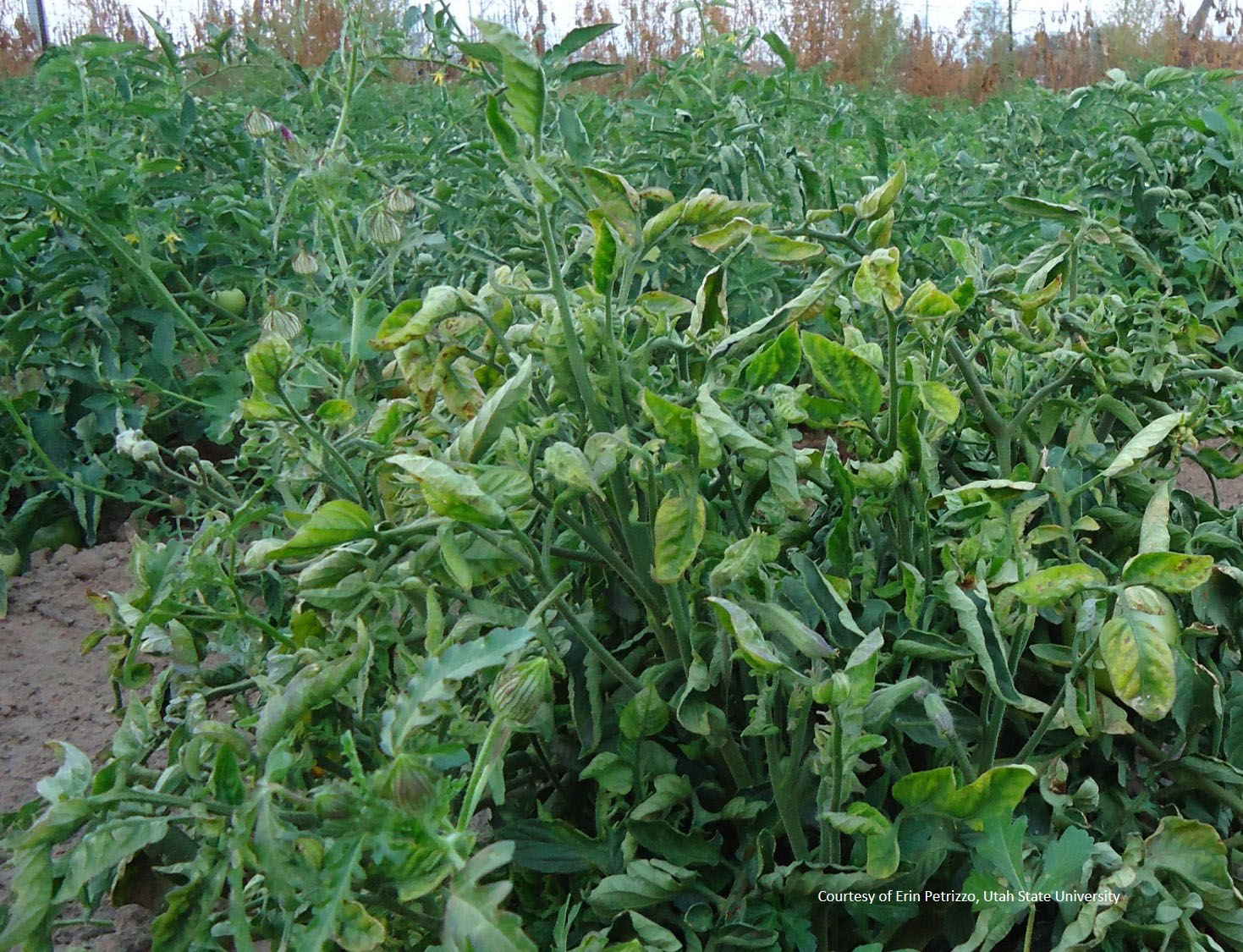 tomato plant with big bud disease