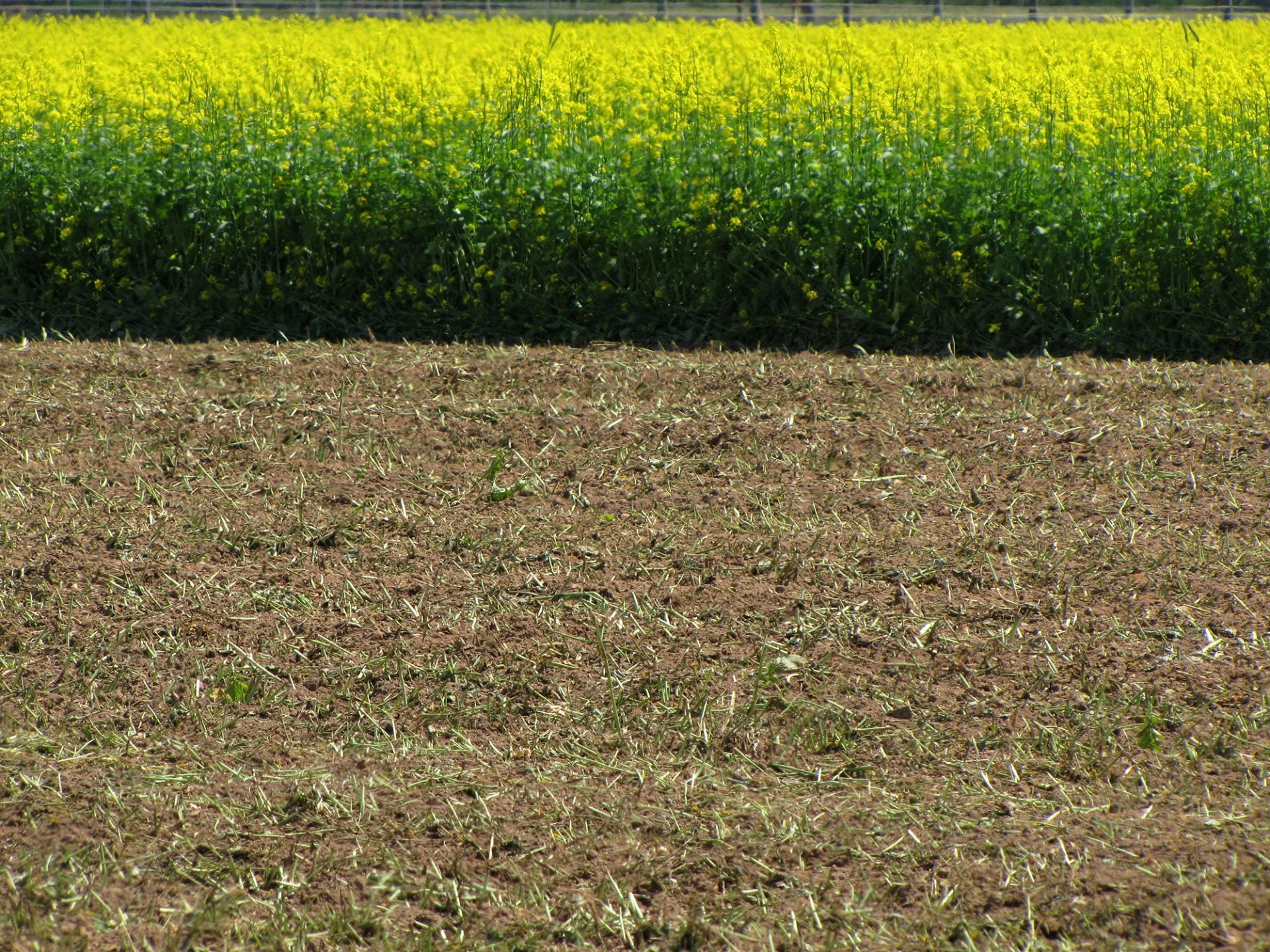 mustard cover crop for soil fumigation