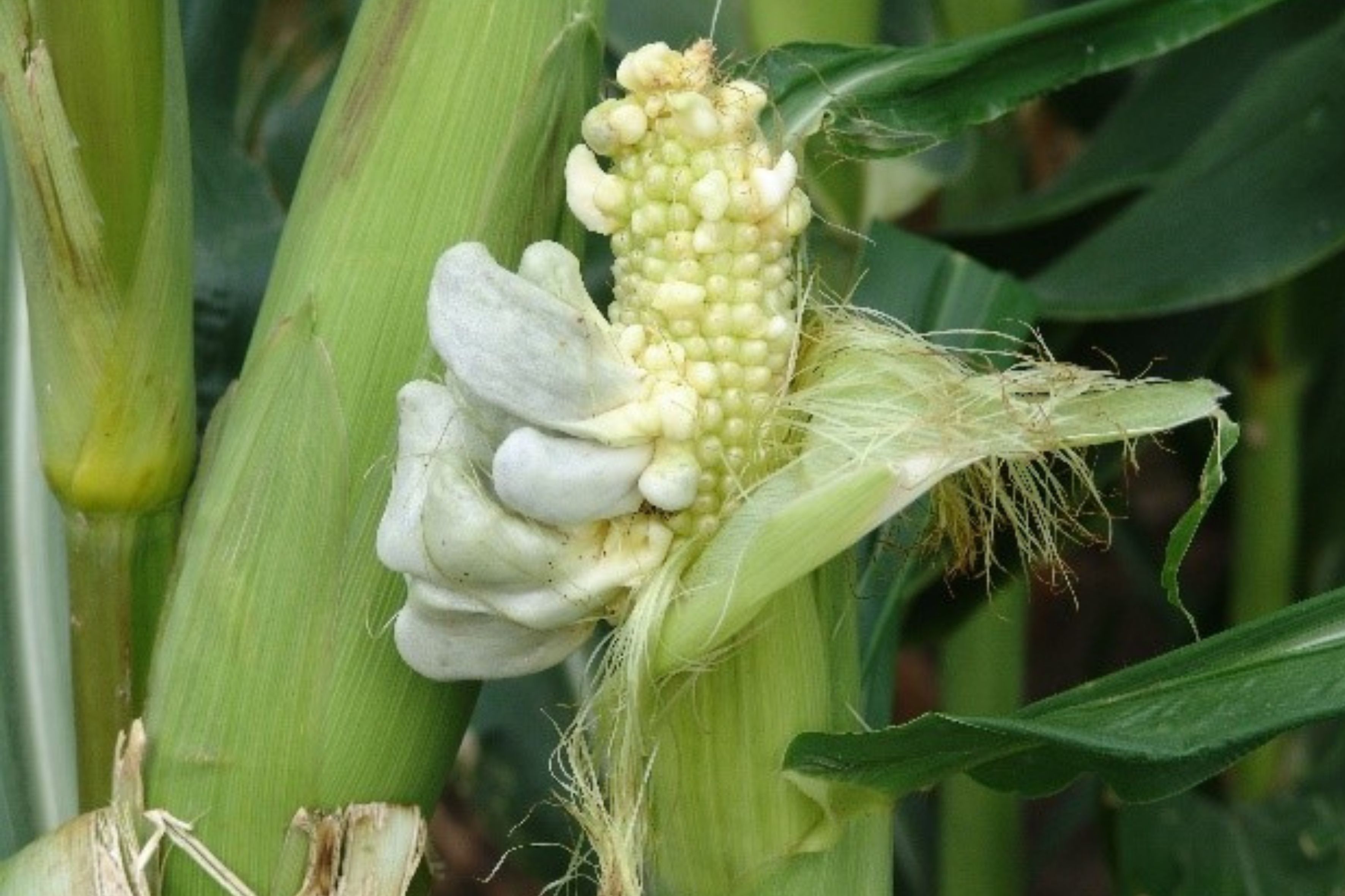 corn smut kernels