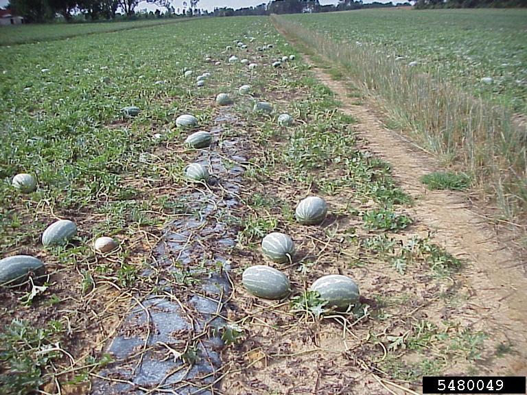 fusarium wilt melon field